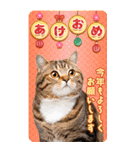 かわいい猫写真♪年賀BIGスタンプ【再販】（個別スタンプ：4）