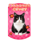 かわいい猫写真♪年賀BIGスタンプ【再販】（個別スタンプ：5）
