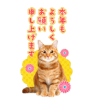 かわいい猫写真♪年賀BIGスタンプ【再販】（個別スタンプ：6）