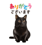かわいい猫写真♪年賀BIGスタンプ【再販】（個別スタンプ：9）