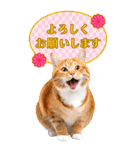 かわいい猫写真♪年賀BIGスタンプ【再販】（個別スタンプ：10）