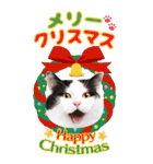 かわいい猫写真♪年賀BIGスタンプ【再販】（個別スタンプ：11）