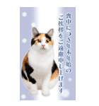 かわいい猫写真♪年賀BIGスタンプ【再販】（個別スタンプ：12）