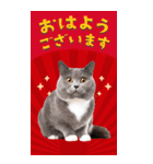 かわいい猫写真♪年賀BIGスタンプ【再販】（個別スタンプ：15）