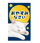 かわいい猫写真♪年賀BIGスタンプ【再販】（個別スタンプ：16）