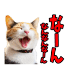 富山弁☆にゃんこ.（個別スタンプ：1）