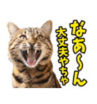 富山弁☆にゃんこ.（個別スタンプ：2）