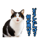 富山弁☆にゃんこ.（個別スタンプ：3）