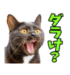 富山弁☆にゃんこ.（個別スタンプ：4）