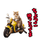 富山弁☆にゃんこ.（個別スタンプ：6）