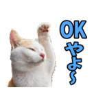 富山弁☆にゃんこ.（個別スタンプ：8）