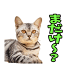 富山弁☆にゃんこ.（個別スタンプ：9）