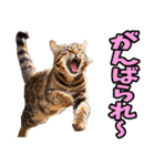 富山弁☆にゃんこ.（個別スタンプ：10）