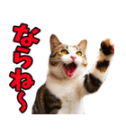 富山弁☆にゃんこ.（個別スタンプ：11）