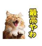 富山弁☆にゃんこ.（個別スタンプ：12）