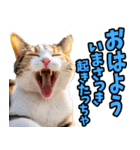 富山弁☆にゃんこ.（個別スタンプ：13）