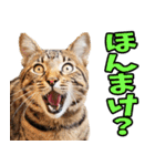 富山弁☆にゃんこ.（個別スタンプ：14）