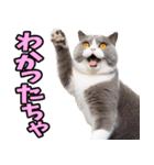 富山弁☆にゃんこ.（個別スタンプ：15）