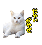 富山弁☆にゃんこ.（個別スタンプ：17）