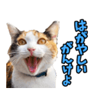 富山弁☆にゃんこ.（個別スタンプ：18）