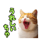 富山弁☆にゃんこ.（個別スタンプ：19）