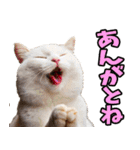 富山弁☆にゃんこ.（個別スタンプ：20）