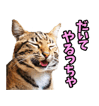 富山弁☆にゃんこ.（個別スタンプ：21）