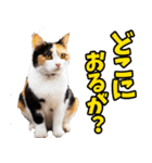 富山弁☆にゃんこ.（個別スタンプ：22）