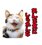 富山弁☆にゃんこ.（個別スタンプ：23）