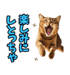 富山弁☆にゃんこ.（個別スタンプ：24）