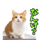 富山弁☆にゃんこ.（個別スタンプ：25）