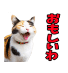 富山弁☆にゃんこ.（個別スタンプ：27）