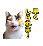 富山弁☆にゃんこ.（個別スタンプ：28）