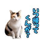 富山弁☆にゃんこ.（個別スタンプ：29）