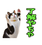 富山弁☆にゃんこ.（個別スタンプ：30）