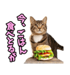 富山弁☆にゃんこ.（個別スタンプ：31）