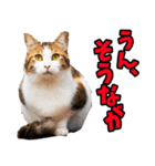 富山弁☆にゃんこ.（個別スタンプ：32）