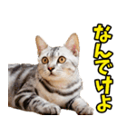 富山弁☆にゃんこ.（個別スタンプ：33）