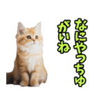 富山弁☆にゃんこ.（個別スタンプ：37）