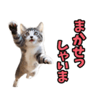 富山弁☆にゃんこ.（個別スタンプ：38）