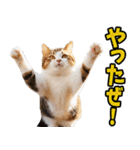 富山弁☆にゃんこ.（個別スタンプ：39）