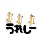 激しく尻尾をふる柴犬【でか文字篇】（個別スタンプ：16）