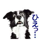 言いにくい事を犬で伝えるスタンプ2（個別スタンプ：37）