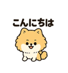 毎日使う連絡・約束・日常語 ポメラニアン（個別スタンプ：18）