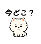 毎日使う連絡・約束・日常語 ポメラニアン（個別スタンプ：25）