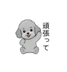 子育て中に使いやすいトイプードル（個別スタンプ：8）