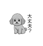 子育て中に使いやすいトイプードル（個別スタンプ：12）