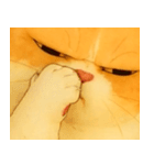 ニャンニャンの顔のクローズアップ（個別スタンプ：7）