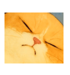 ニャンニャンの顔のクローズアップ（個別スタンプ：37）