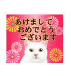 かわいい猫写真♪敬語でお正月【再販】（個別スタンプ：1）